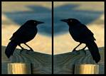 (45) crow montage.jpg    (1000x720)    115 KB                              click to see enlarged picture